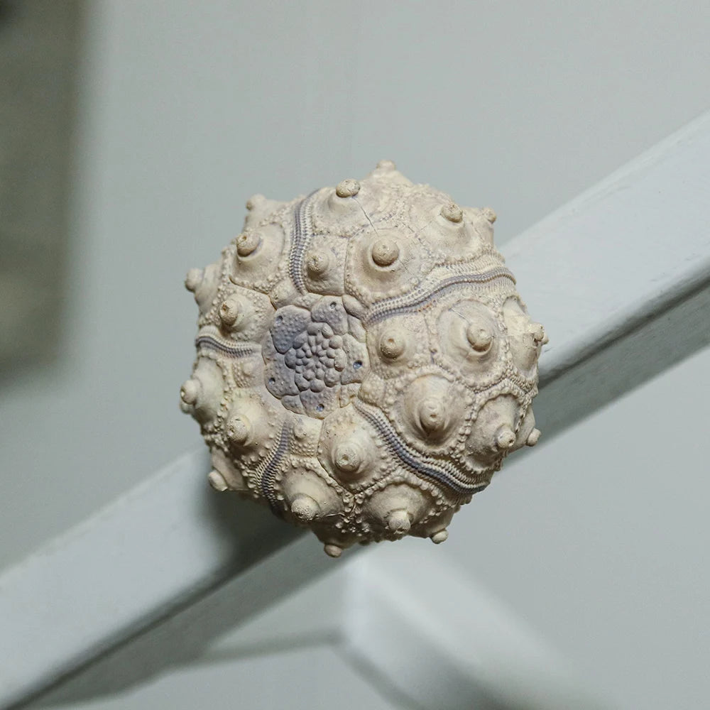 Conchas realistas NTC MONO+ (Ikimon) — gachapon japonés, foto 3