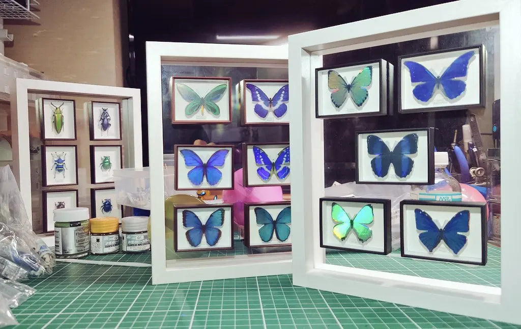 Cajas alemanas STC realistas (Ikimon) — gachapon japonés, foto 3