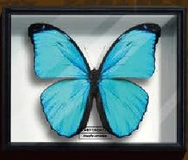 Cajas alemanas STC realistas (Ikimon) — gachapon japonés, foto 7